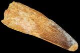 Real Spinosaurus Tooth - Big, Fat Tooth #106764-1